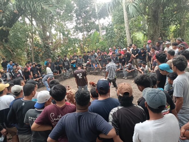
					SABUNG AYAM DI BELOPA DIDUGA BERLANGSUNG TIGA HARI, TARUHAN PULUHAN JUTA DAN JUDI DADU JADI SOROTAN